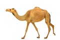 Camel dromedary isolated