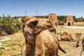 Camel and dromedary in Morocco Royalty Free Stock Photo