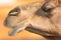 Camel dromedary or one-humped Camel, Emirates Park Zoo, Abu Dh Royalty Free Stock Photo