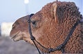 Camel, Dromedary, with rope bridle at Christmas Play