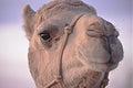 Camel, Dromedary, with rope bridle at Christmas Play