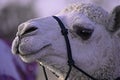 Camel, Dromedary, with rope bridle at Christmas Play
