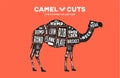 Camel, dromedary. Scheme, diagram, chart pork, butcher guide