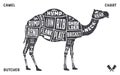 Camel, dromedary. Scheme, diagram, chart pork, butcher guide