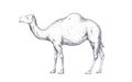 Camel, dromedary. Vintage retro print Royalty Free Stock Photo
