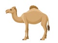 Camel dromedary on a white background. Vector cartoon illustration humped camel side view Royalty Free Stock Photo