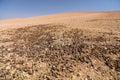 Camel droppings in Moroccan desert