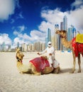 Camel on Dubai Beach Royalty Free Stock Photo