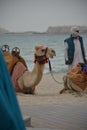 Camel on Dubai beach