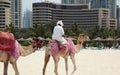 Camel in Dubai