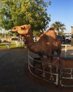 Camel In Dubai