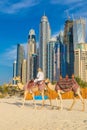 Camel in Dubai Marina