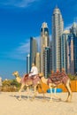 Camel in Dubai Marina