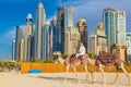 Camel in Dubai Marina