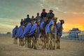 Camel in Dunes