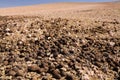 Camel dung in the desert