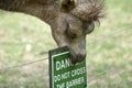 Camel eating danger sign Cotswold Wild life park Royalty Free Stock Photo