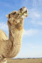 Camel Eating In Field Against Sky