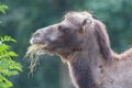 Camel eating grass Royalty Free Stock Photo