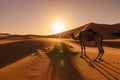Camel eating grass at sunrise, Erg Chebbi, Morocco Royalty Free Stock Photo