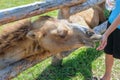 Camel eating from the palm of a boy child. Hand feeding a bactrian camel