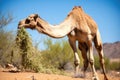 camel eating thorny bushes in a desert Royalty Free Stock Photo