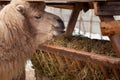 Camel eats hay