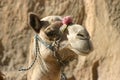 Camel in Egypt Royalty Free Stock Photo