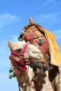 Camel in egypt Royalty Free Stock Photo