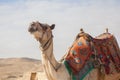 Camel Egypt Cairo Royalty Free Stock Photo