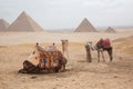 Camel Egypt Cairo Royalty Free Stock Photo
