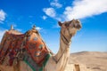 Camel Egypt Cairo Royalty Free Stock Photo
