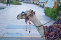 Camel in Egypt Royalty Free Stock Photo