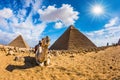 Camel in the Egyptian desert