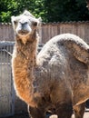 Camel with Empty Hump Royalty Free Stock Photo