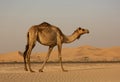 Camel in Empty Quarter Desert Dunes at Liwa, Abu Dhabi, United Arab Emirates Royalty Free Stock Photo