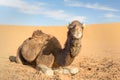 Camel in Erg Chebbi Sand dunes near Merzouga, Morocco Royalty Free Stock Photo