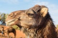 Camel in Erg Chebbi Sand dunes near Merzouga, Morocco Royalty Free Stock Photo