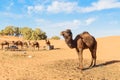 Camel in Erg Chebbi Sand dunes near Merzouga, Morocco Royalty Free Stock Photo
