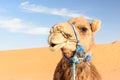 Camel in Erg Chebbi Sand dunes near Merzouga, Morocco Royalty Free Stock Photo