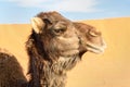 Camel in Erg Chebbi Sand dunes near Merzouga, Morocco Royalty Free Stock Photo