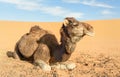 Camel in Erg Chebbi Sand dunes near Merzouga, Morocco Royalty Free Stock Photo