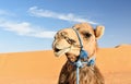 Camel in Erg Chebbi Sand dunes near Merzouga, Morocco Royalty Free Stock Photo