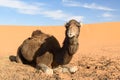 Camel in Erg Chebbi Sand dunes near Merzouga, Morocco Royalty Free Stock Photo