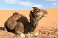 Camel in Erg Chebbi Sand dunes near Merzouga, Morocco Royalty Free Stock Photo