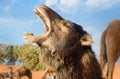 Camel in Erg Chebbi Sand dunes near Merzouga, Morocco Royalty Free Stock Photo