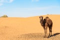 Camel in Erg Chebbi Sand dunes near Merzouga, Morocco Royalty Free Stock Photo