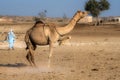 camel in the desert areas