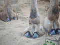 Indian Camel toe hairy close up picture Royalty Free Stock Photo