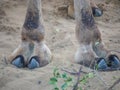 Indian Camel toe hairy close up picture Royalty Free Stock Photo